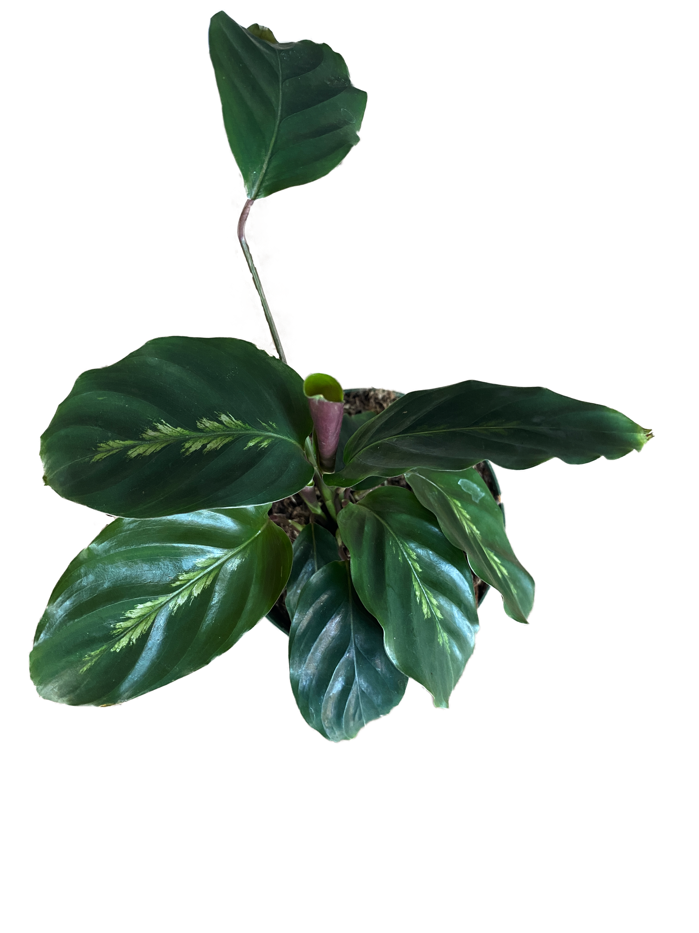 efeutute ableger wasser Efeutute Happy Leaf