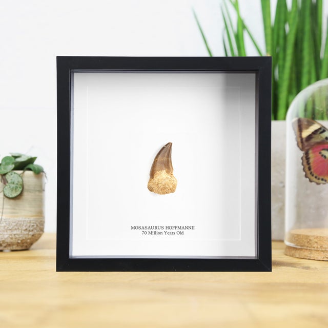 Artifacts & Artichokes